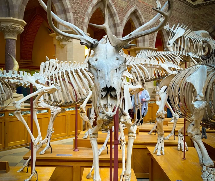 Oxford University Museum