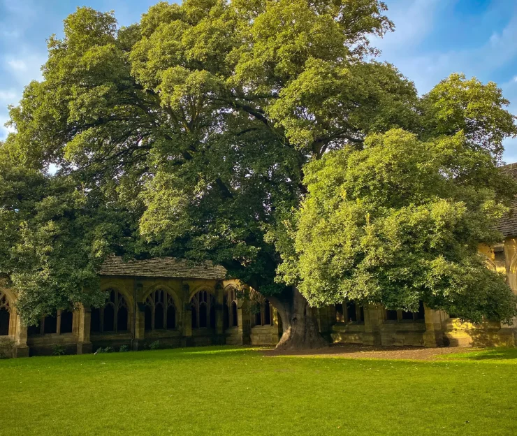 The Harry Potter Tree