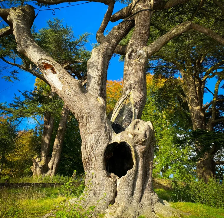 The Harry Potter Tree